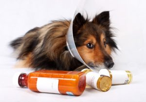 Tips for Giving Medication to Your Pet