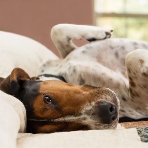 Treatment & Prevention For Seizures in Dogs