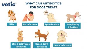Antibiotics for Dogs: Uses, Safety, Side Effects and Best Practices