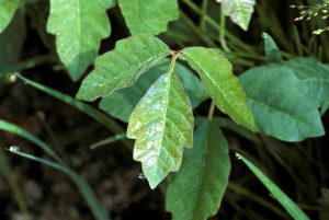 A pharmacist’s guide to treating poison ivy, oak or sumac