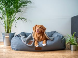 The Importance of Pet Beds