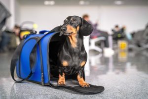 10 Best Dog Carriers in 2024 – Reviews & Top Picks