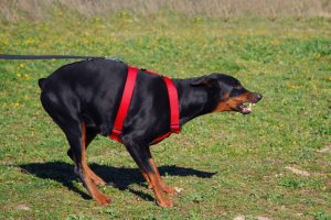 California Leash Law – 3 Huge Reasons it Helps Prevent Dog Attacks