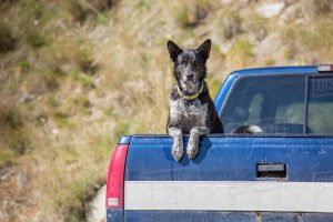 The Dangers of Dogs Riding in Pickup Truck Beds