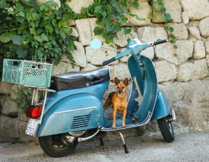 How to Ride a Motorcycle with a Dog [SAFELY!]