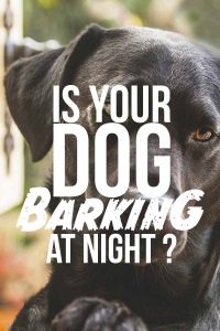 Is Your Dog Barking At Night?