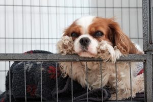 How to Crate Train a Cavalier King Charles Spaniel – 11 Tips that Work!
