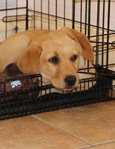 Crate Training Your Labrador Puppy