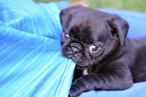 How to Train a Pug Puppy: Milestones & Timeline