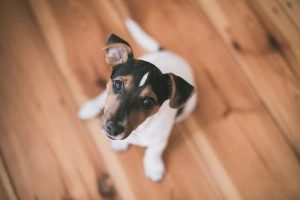 5 Steps to Train Your Puppy to Be Home Alone