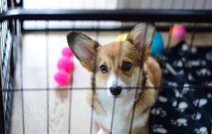 If Your Puppy Hates The Crate, Try This!