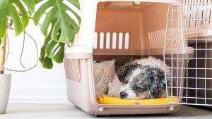 Ultimate Guide to Crate Training Your Goldendoodle Puppy