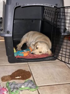How to crate train a Labrador puppy