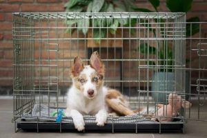 Crate Training a Crying Puppy and Why it’s Important