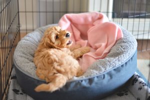 Crate training a puppy: What do owners need to know?