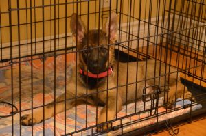Wondering how to start crate training your 8-week-old puppy? Here’s what you need to know