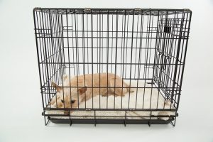 Crate Training Your Scaredy Dog