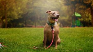 Do You Keep Your Dog on a Leash Even in Off-Leash Areas?