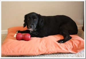 How to Make a Dog Bed – Step-by-Step With Photos