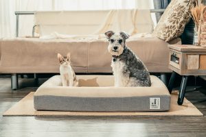 Dog Bed Types: What Are They and Their Pros and Cons?