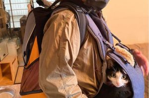Hiking Essentials: Small Dog Front Carrier or Dog Hiking Backpack?