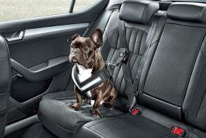 Keep your pets safe on the road