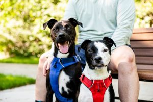 News | 	 				 			Pet column: Harnessing your enthusiastic dog encounters by color-coded collars
