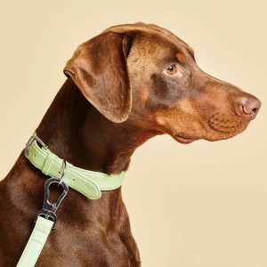 Dog Collar Vs Dog Harness: which is best?