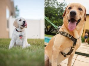 Dog Collar vs. Harness – Which Is Better for Your Dog?