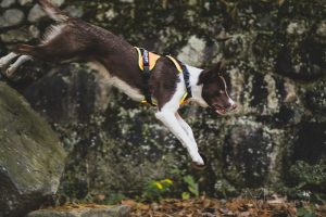 How to Choose a Well-Fitting Y-Harness for Your Dog

April 20, 2021