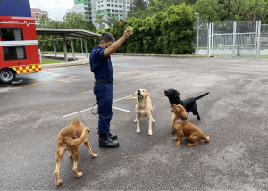 8 Interesting Pet Ownership Rules In Singapore With Penalties You May Be Unaware Of