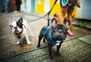 Virginia dog owner’s responsibilities & leash laws