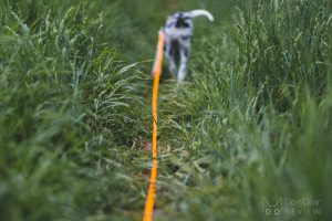 Pros and Cons of Using a Long Line for Dog Training

July 12, 2022