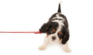 How to Stop Pulling on Leash