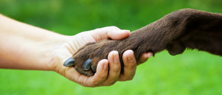 The Pet Lover’s Guide to Giving Back