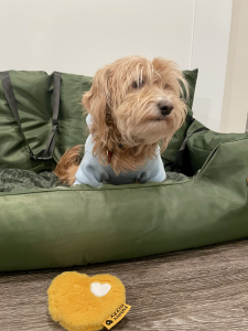 FunnyFuzzy’s Dog Car Seat is a Sophisticated Game Changer for Pet Travel Safety — Review