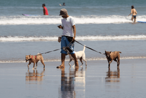 Galveston Leash Laws and Dog Bite Laws