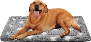 7+ Large Dog Bed Ideas For Australian Dogs (+ Extra Large Beds)