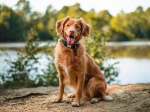 The Complete Guide To Off Leash Dog Training