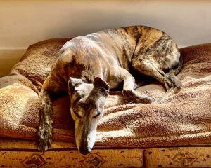 What type of dog bed should I get for my greyhound?