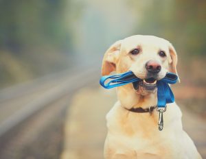 The Best Dog Training Leash Length For Your Dog