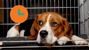 How Long Can Dogs Stay In a Crate? How To Use The Crate Responsibly
