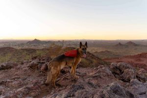 Dog Hiking Backpack: How To Pack & What To Put Inside