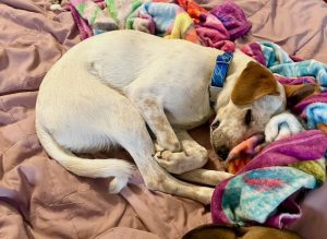 How I Taught My Dog to Sleep Later in the Morning - eileenanddogs