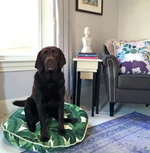 How to Make a Stylish Dog Bed Cover