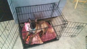 Dog Crates: the Good, the Bad, and the Ugly