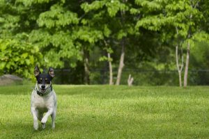 5 Reasons to Leash Your Dog (Facts & FAQ)