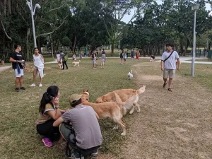 10 Best Dog Parks and Runs in Singapore in 2023 with Amenities Included