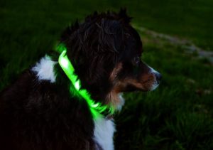 Best Led Dog Collar, Harness & Leash (21+ Tested!)