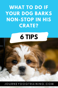 My Dog Barks Non-Stop in His Kennel – What Should I Do?